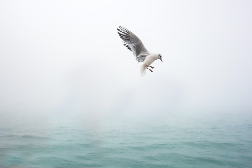 海面上飞行的海鸥图片