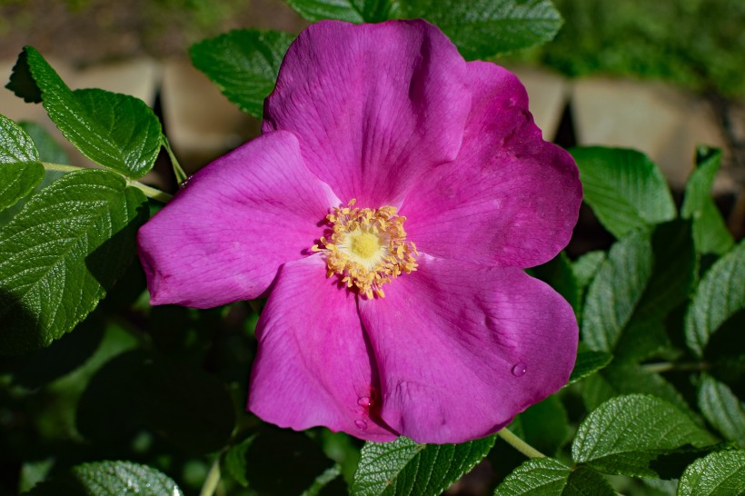 娇艳欲滴的紫玫瑰图片