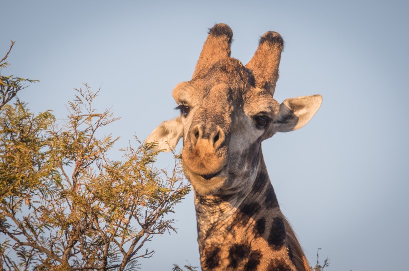 南非草原上的长颈鹿图片