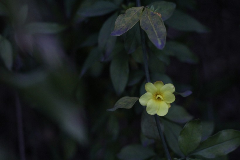 黄色的迎春花图片