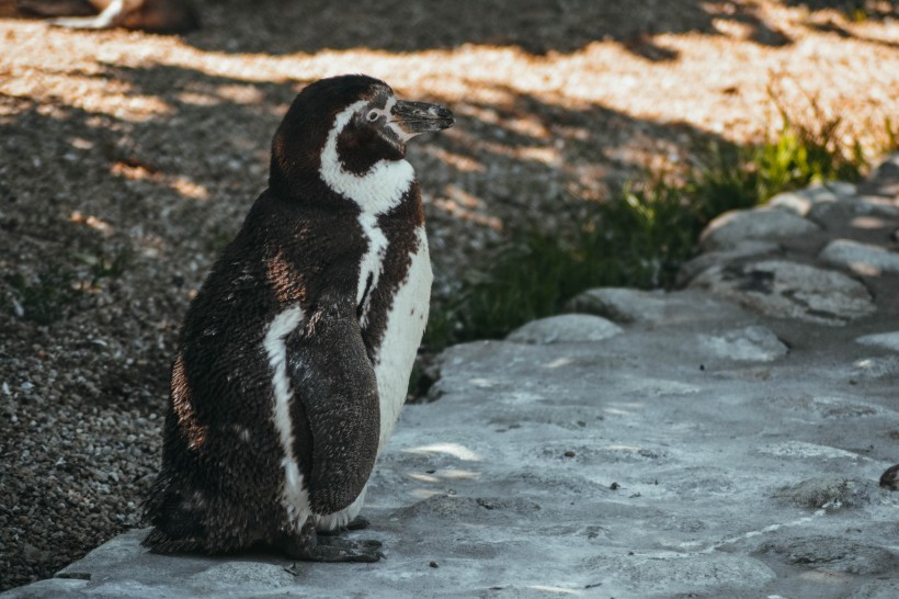 可爱的洪堡企鹅图片