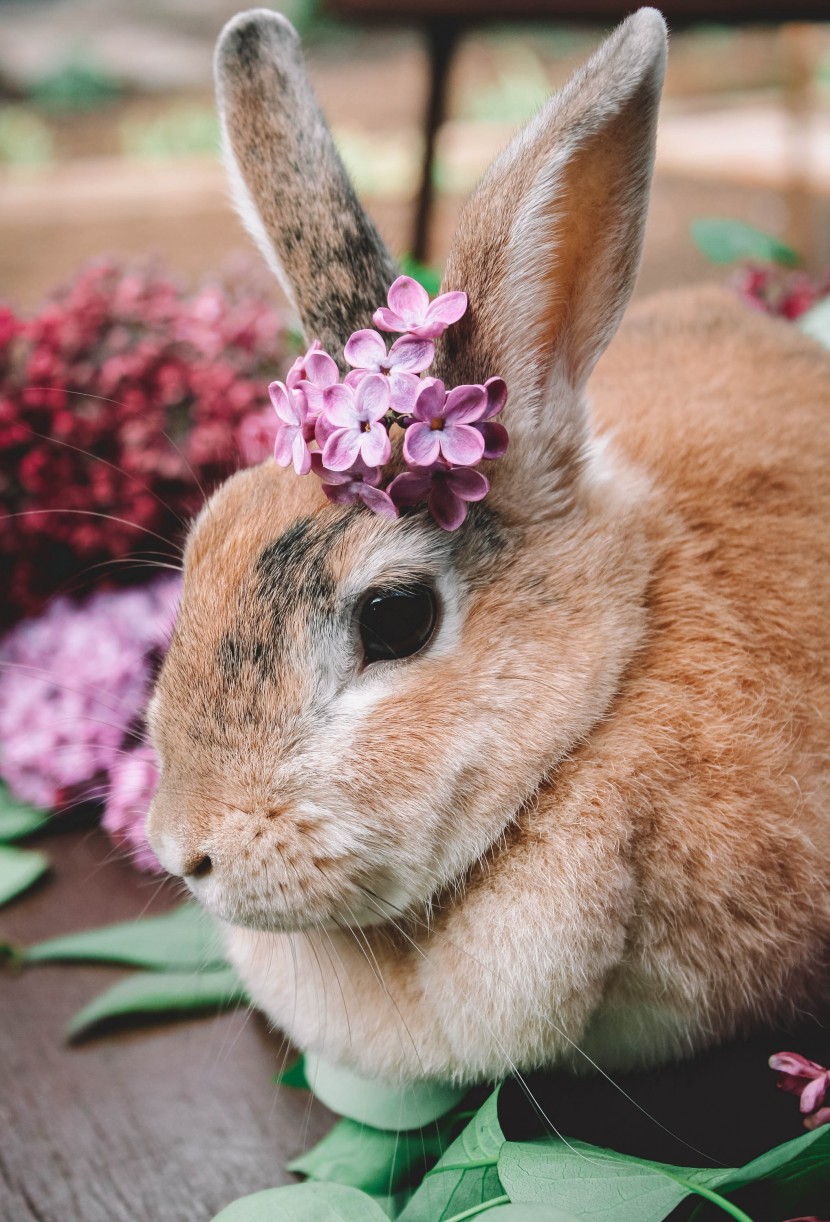 可爱乖巧的兔子图片