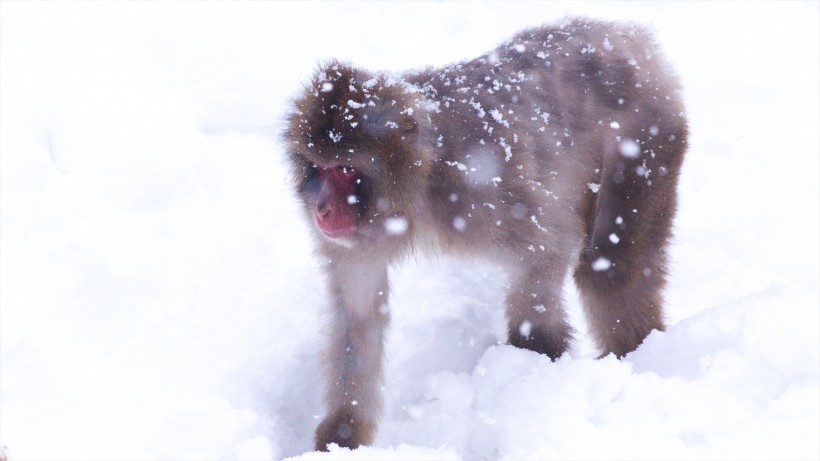 冬天猴子高清图片