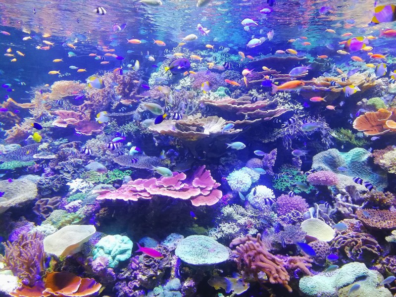 深海里的珊瑚和珊瑚礁图片