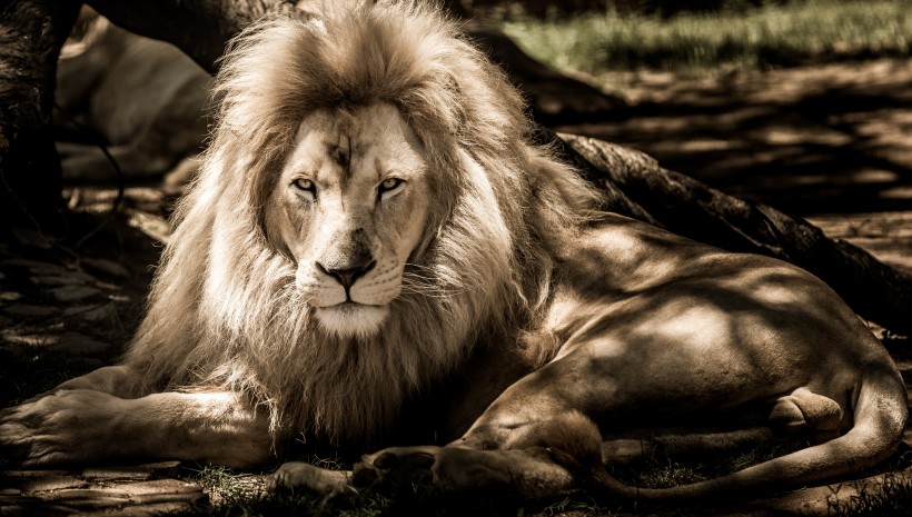 动物界中的王者雄壮的狮子图片