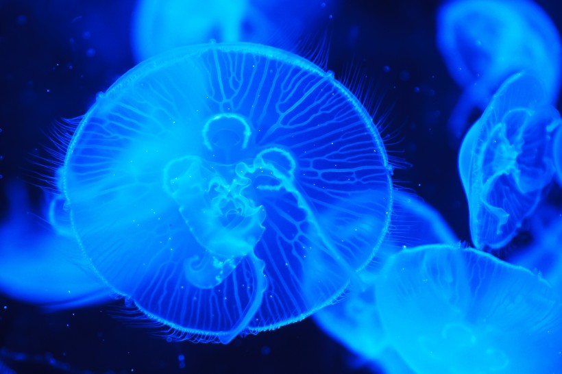 海洋中的水母图片