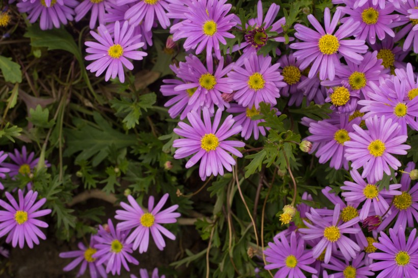紫色的翠菊花图片