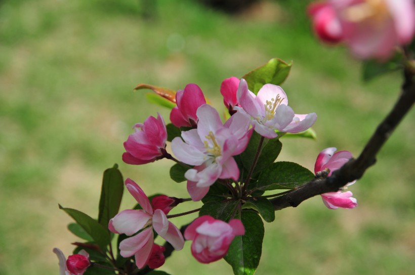 清香淡雅的苹果花图片
