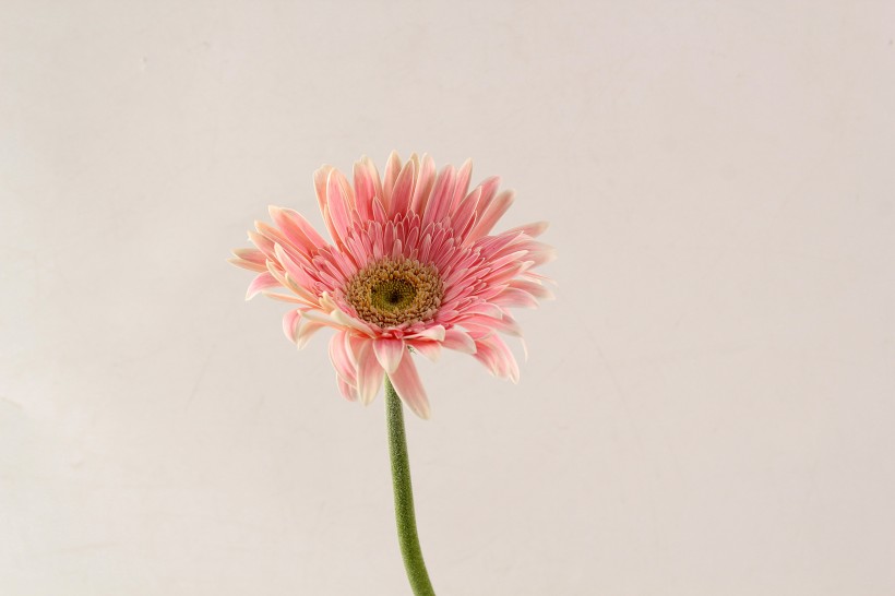 淡粉色非洲菊图片