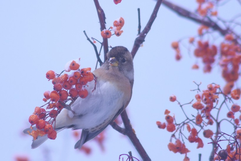 冬天一只鸟儿在摘红果图片