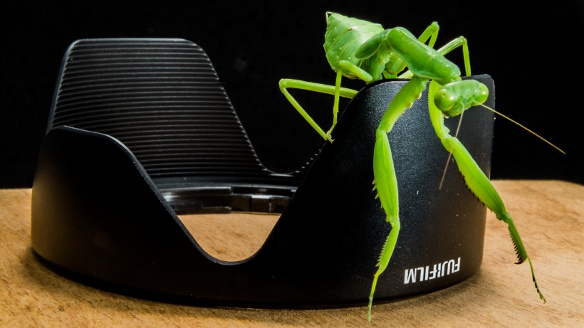 绿色威武的螳螂图片