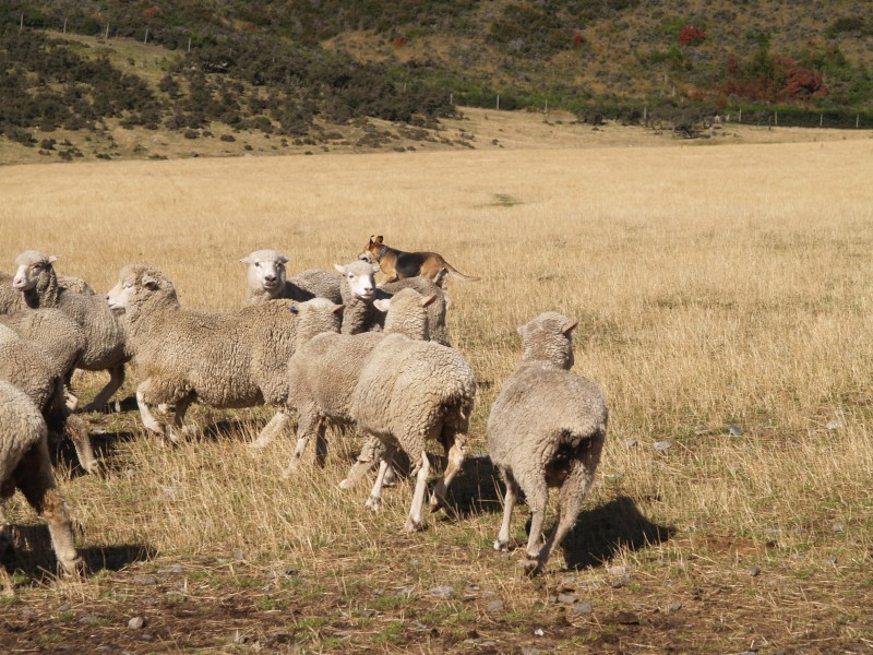 农场可爱的绵羊图片