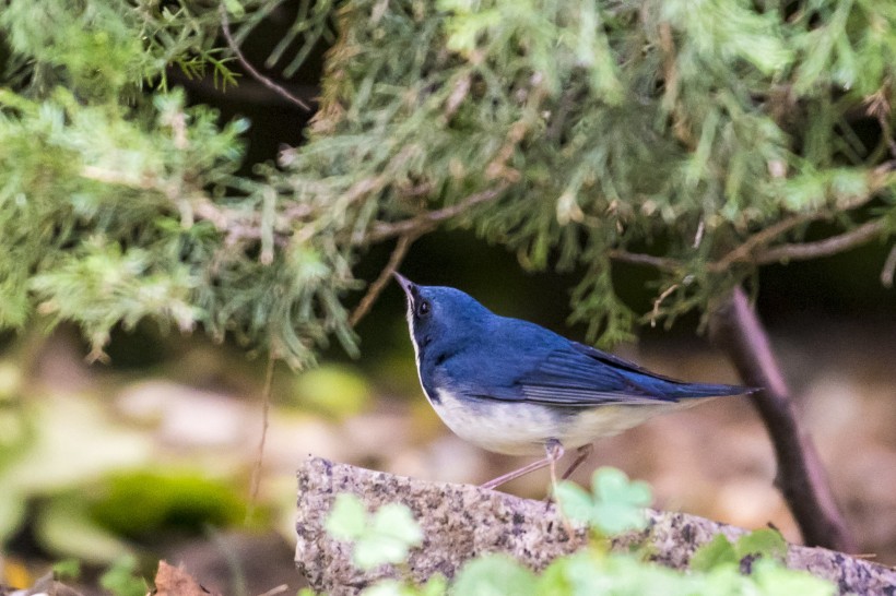 蓝歌鸲鸟类图片