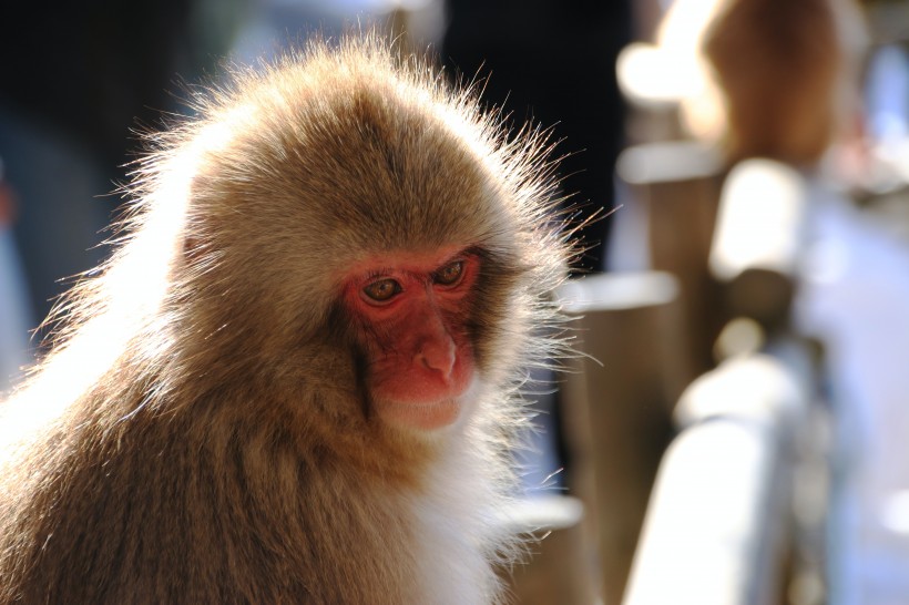 喜爱泡温泉的日本猕猴图片