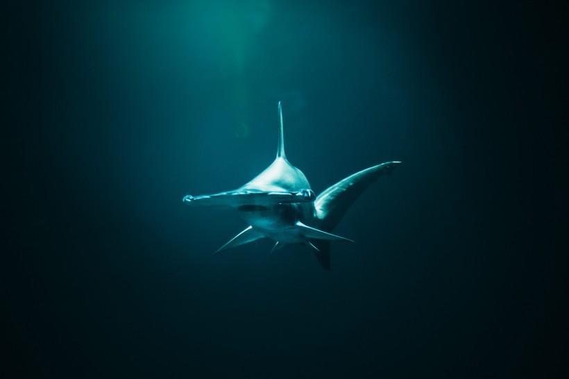 海里凶狠的鲨鱼图片