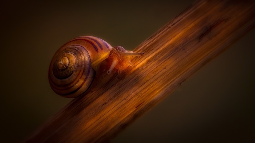 植物上觅食的小蜗牛图片