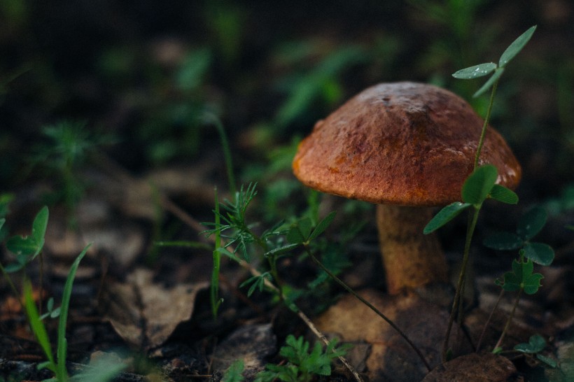 森林中野生的蘑菇图片