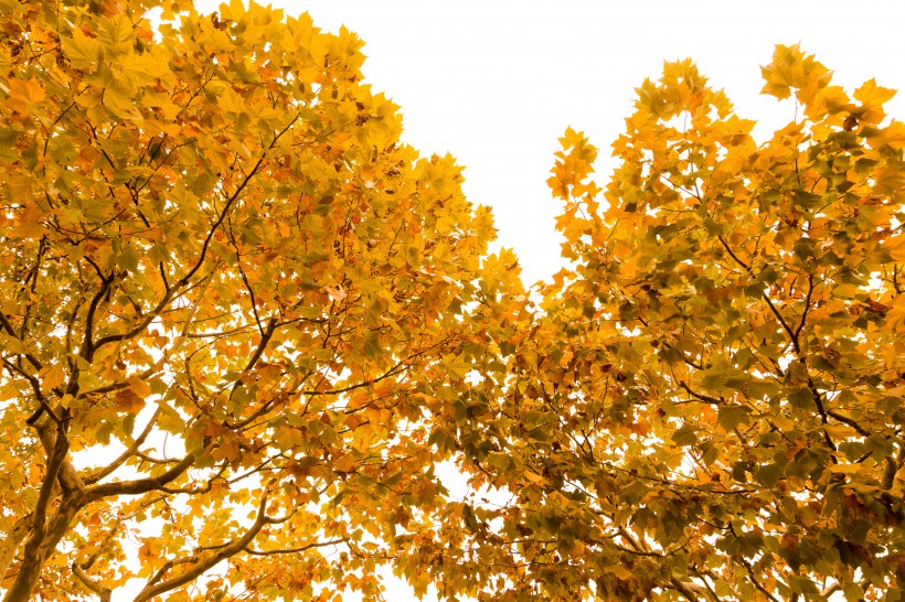 秋天金黄的叶子图片