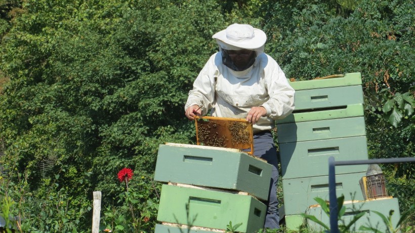 养蜂工人图片