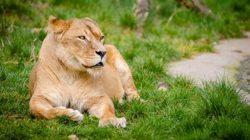 草原上静静观望的母狮子图片