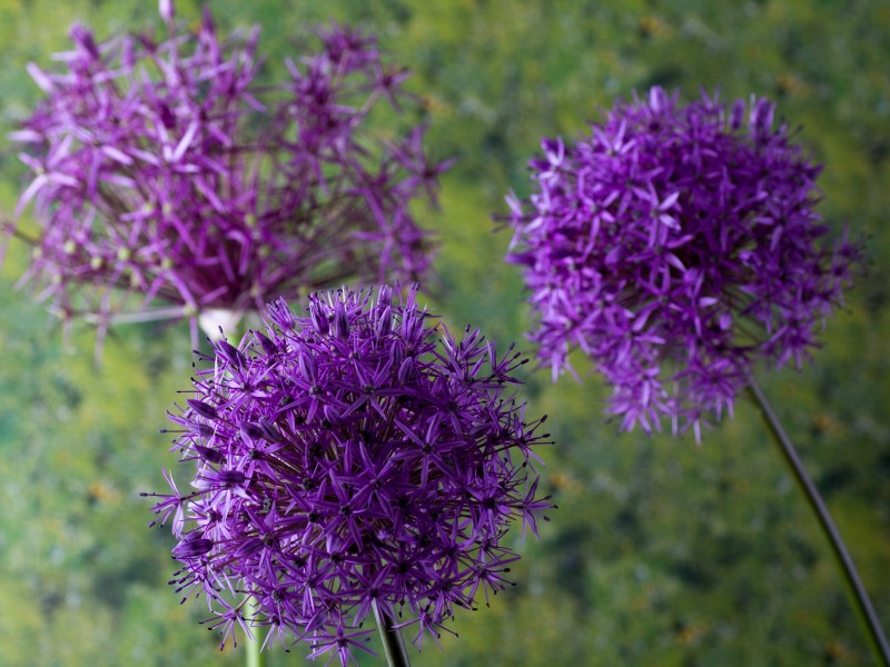 紫色的洋葱花图片