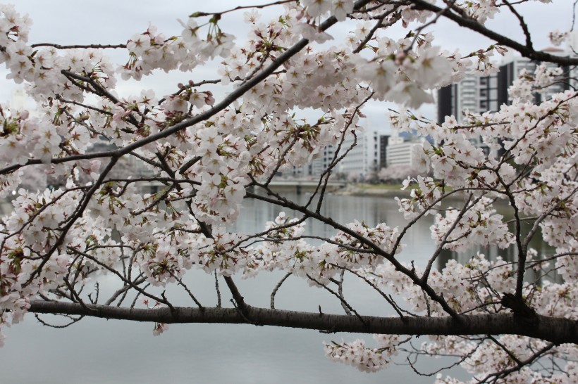 树梢上白色的樱花图片