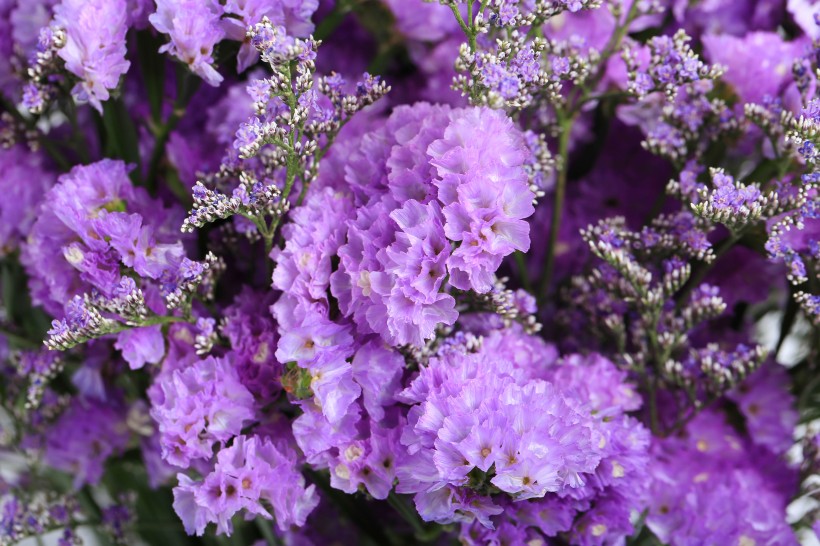 漂亮的紫色干花图片