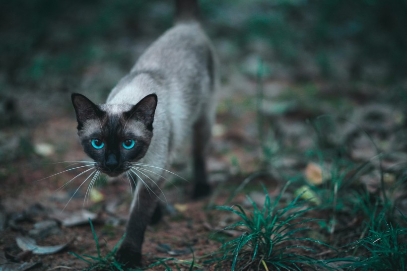 活泼机灵的暹罗猫图片