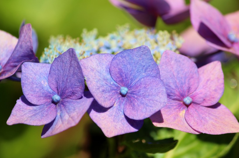 花团锦簇的淡紫色八仙花图片