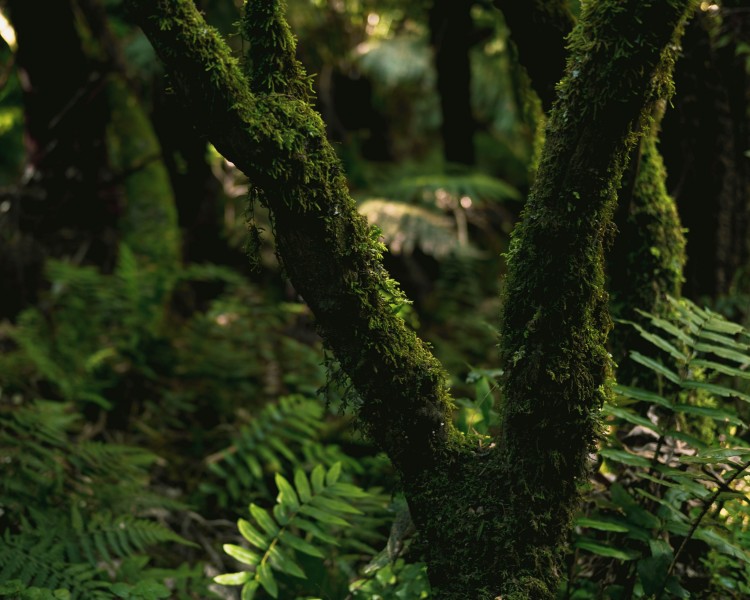 森林里的绿色苔藓图片