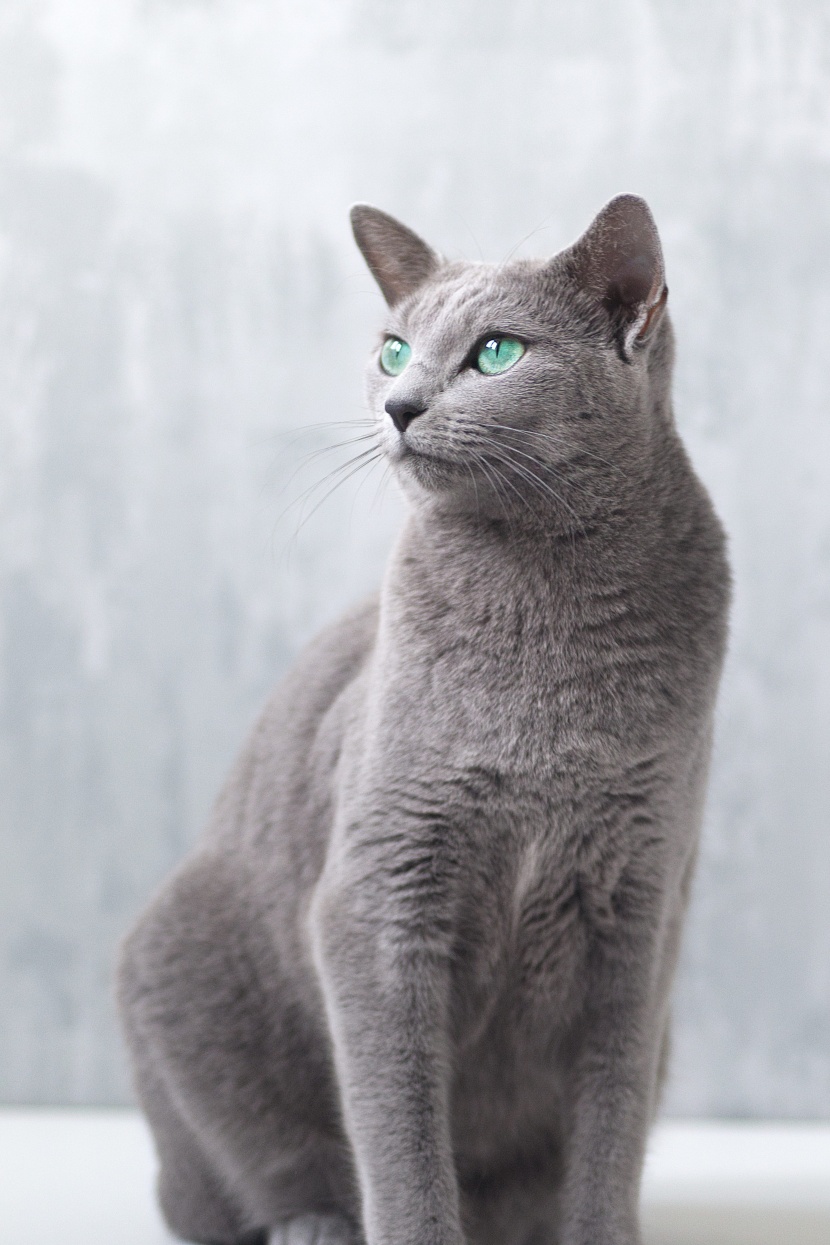 优雅的俄罗斯蓝猫图片