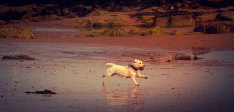 在海边玩耍的狗狗图片