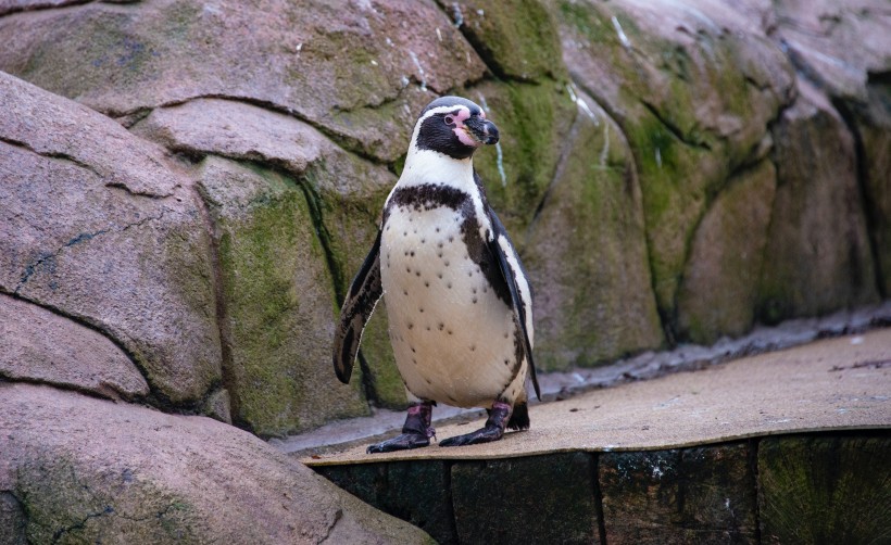 可爱的洪堡企鹅图片