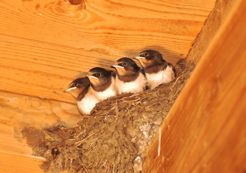 小鸟的家可爱的鸟巢图片