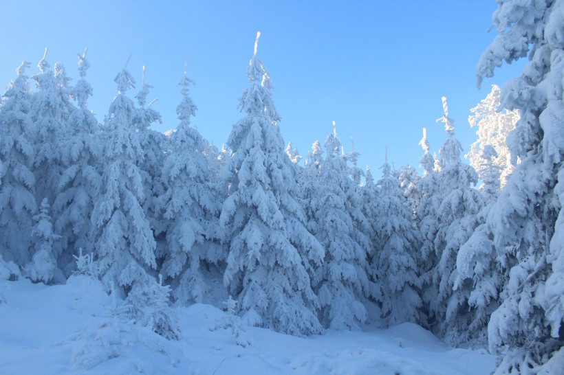 冬天被雪覆盖的树图片
