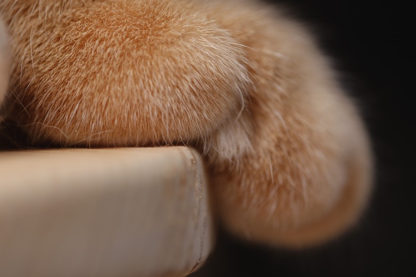 毛绒绒的猫爪子图片