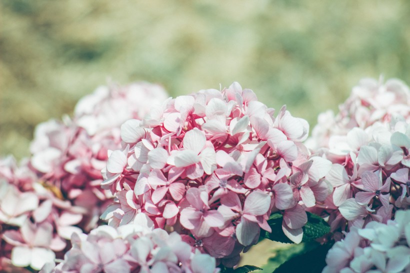 花团锦簇的绣球花图片