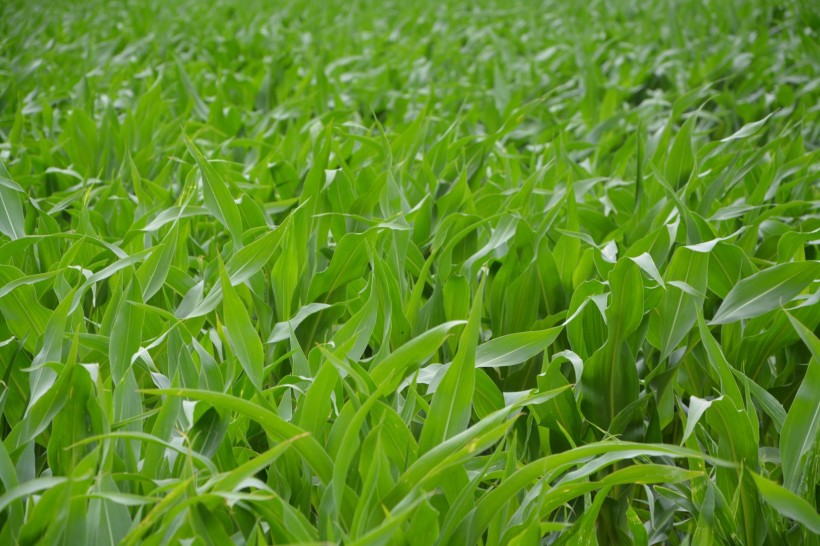 绿色的玉米农作物图片