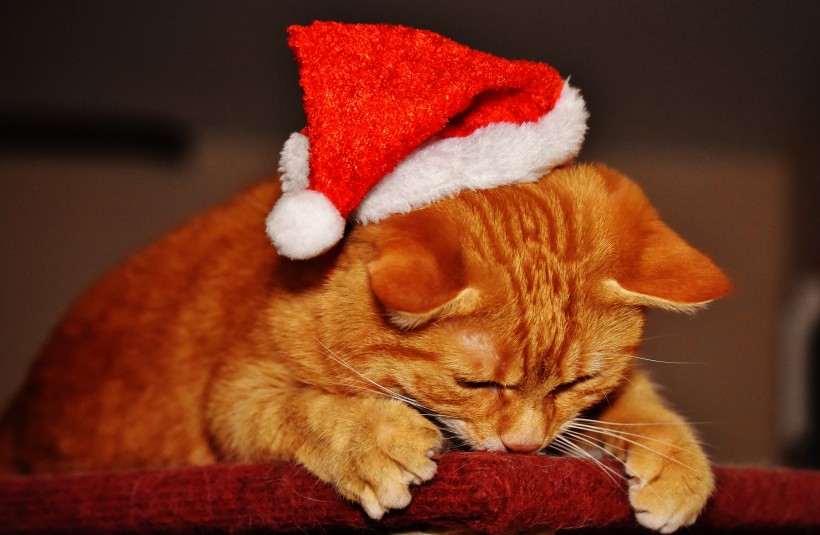 戴着圣诞帽的虎斑猫图片