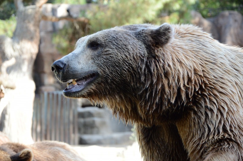 动物园里肥头大耳的棕熊图片