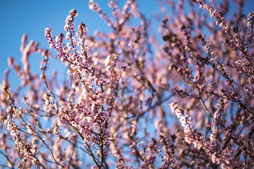 树梢上粉红的樱花图片