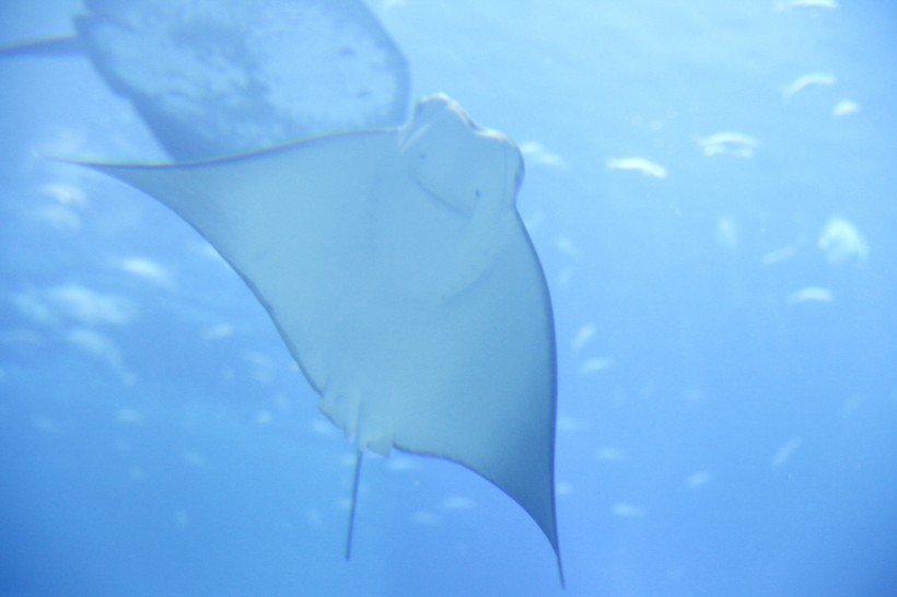 海底生活的蝙蝠鱼图片