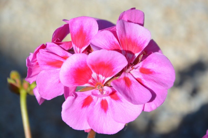 盛开的粉色天竺葵图片