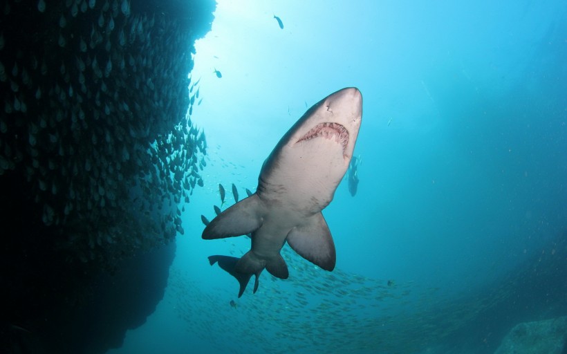 深海狂鲨图片