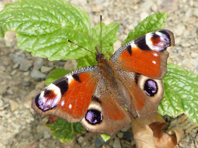 美丽的孔雀蛱蝶图片