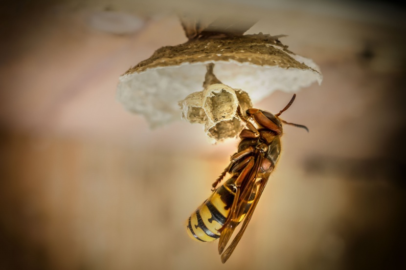 攻击性强的黄蜂图片