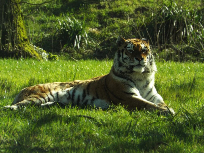 动物园里的老虎图片