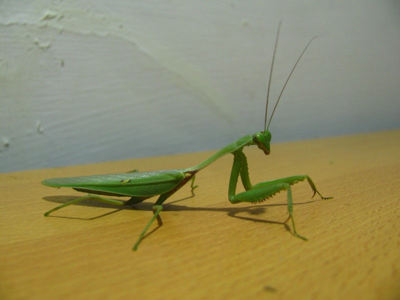 绿色威武的螳螂图片
