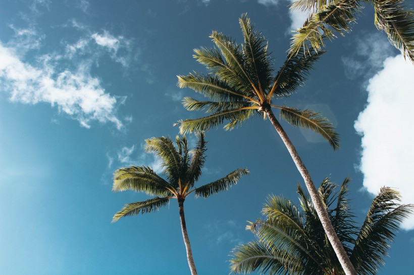 蓝天下的椰子树图片