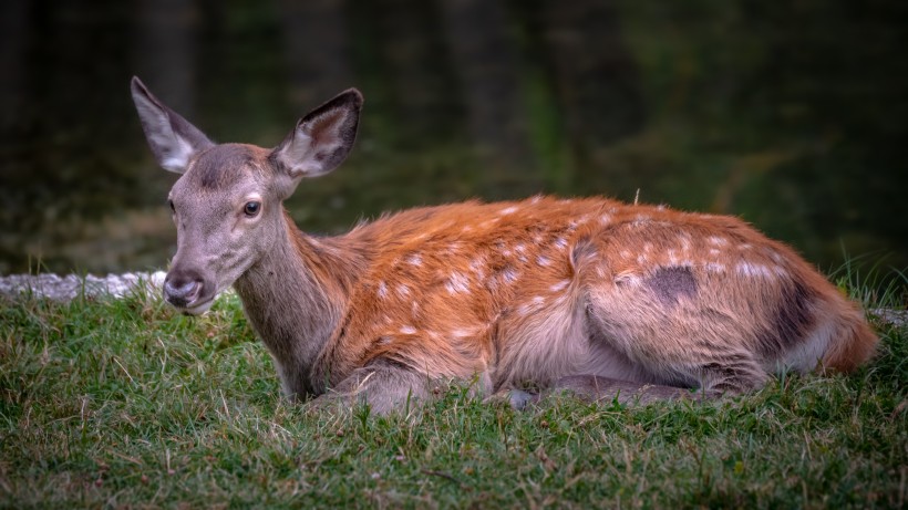 身姿优美的红鹿图片